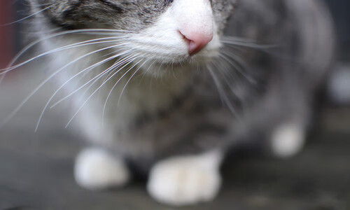 中国女篮强化抢断训练提升转换速度,中国女篮怎样