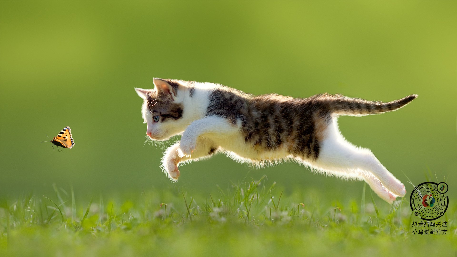 新加坡队赛制研究:如何通过细致的赛制调整提高胜率,新加坡邀请赛赛程