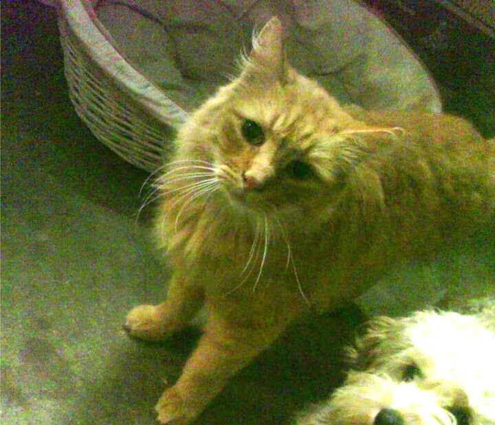 朱婷晒合照纪念夺冠三周年感慨万千,朱婷2013年