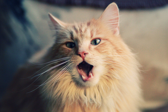 爱游戏体育-法甲无限可能：新星崭露头角！，法甲新秀