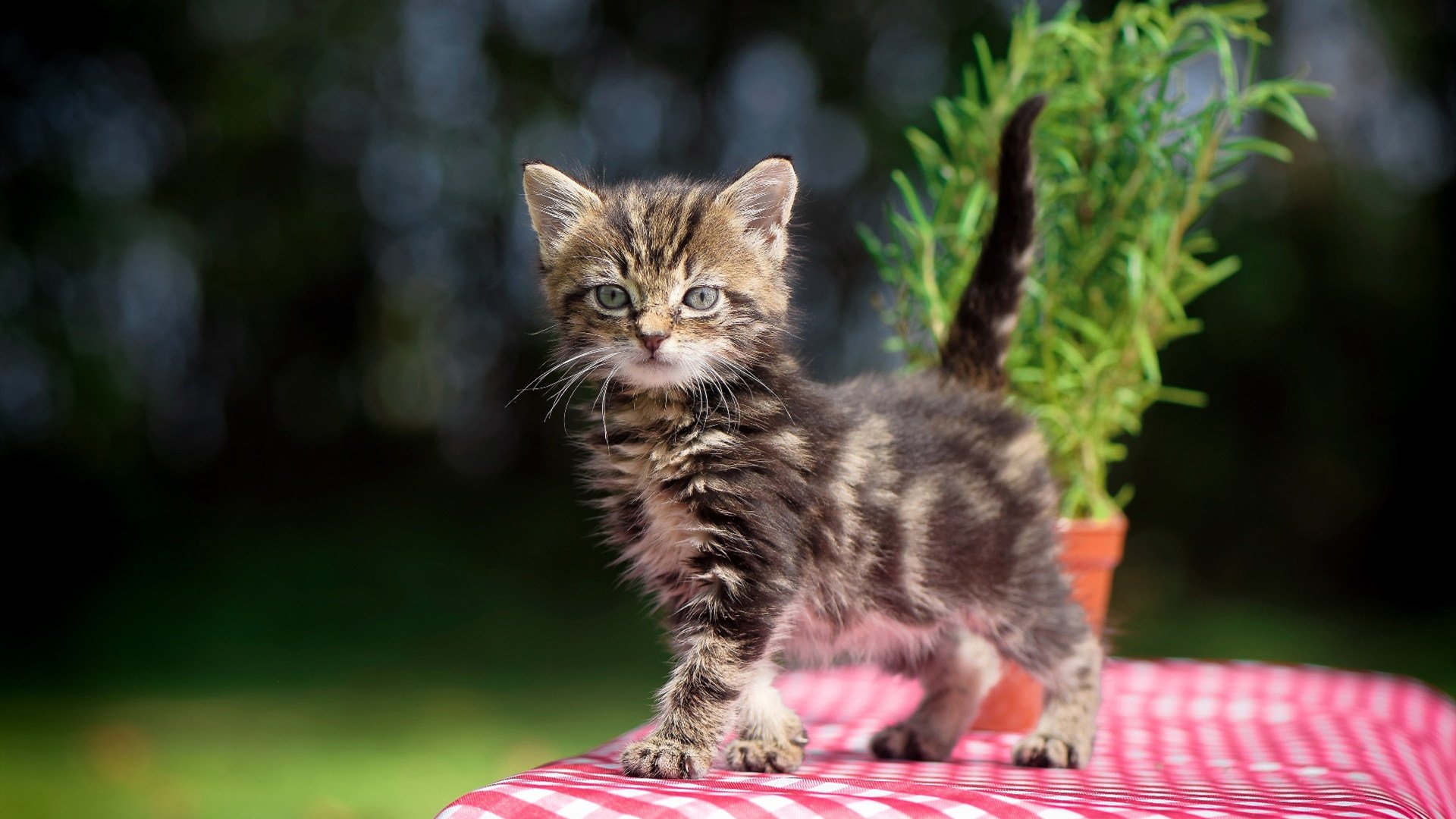 爱游戏平台-WTO规则重塑期，中国选择不再申请“发展中待遇”